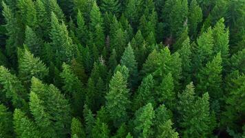 Flug Über das Nadelbaum Wald. Kanada video