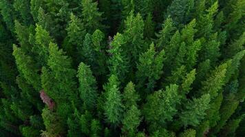 Flight over the coniferous forest. Canada video