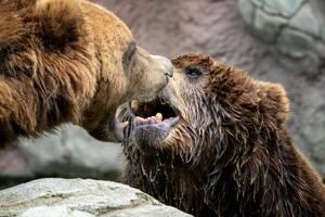 Bears fight. Kamchatka brown Bears. Brown fur coat, danger and aggressive animal. Big mammal from Russia. photo