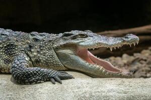 Siamese crocodile with open mouth photo