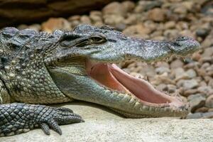 Siamese crocodile with open mouth. Big mouth full of teeth photo