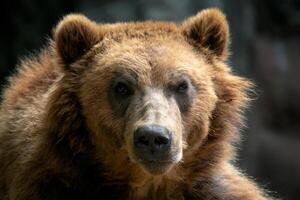 retrato de marrón oso. Kamchatka marrón oso. foto