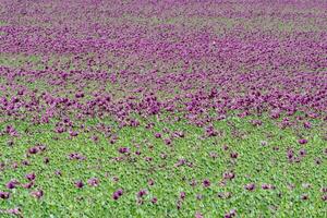 Purple poppy blossoms in a field. Poppies, agricultural crop. photo