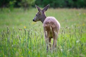 Roe deer in grass, Capreolus capreolus. Wild roe deer in spring nature. photo