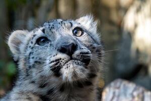 Kitten of snow leopard - Irbis photo