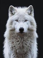 AI generated Arctic wolf on black background photo