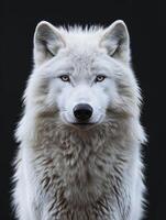 ai generado ártico lobo en negro antecedentes foto