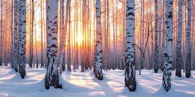 ai generado invierno puesta de sol en el abedul bosque. Brillo Solar Entre blanco abedul bañador en escarchado clima foto