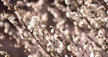 blanc prune fleurs à atami prune parc dans Shizuoka jour video