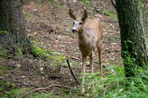 Roe deer in forest, Capreolus capreolus. Wild roe deer in nature. photo