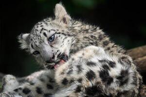 Baby snow leopard. Young snow leopard licks its fur. photo