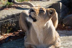 Asiatic lioness. A critically endangered species. photo