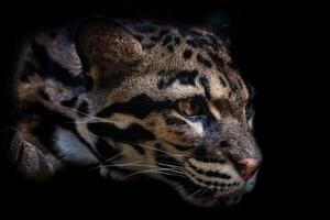 retrato de hermosa nublado leopardo aislado en negro antecedentes. leopardo gato en un oscuridad foto