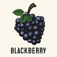 Engraved Blackberry Fruits Vintage Hand drawn vector