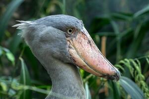 A shoebill stork standing surrounded by plants. photo