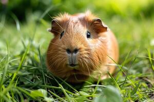 ai generado un linda Guinea cerdo disfrutando un soleado día. foto