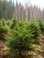 AI generated Spruce trees nursery or plantation, growing a young forest. photo