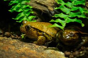 tropical rana, discofo guineti sentado en Roca. foto