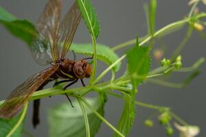 Brown dragonfly on a plant. Large dragonfly with transparent wings. photo