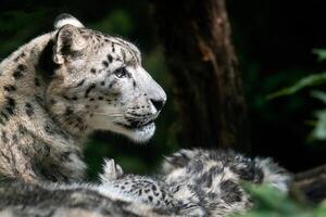 Snow leopard mother with cub. photo