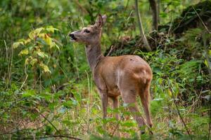 hueva ciervo en bosque, capreolus capreolus. salvaje hueva ciervo en naturaleza. foto