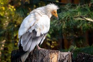 View of a egyptian vulture photo