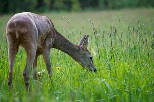 Roe deer in nature, Capreolus capreolus. Wildlife roe deer. photo