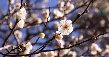 White plum flowers at Atami plum park in Shizuoka daytime close up handheld video