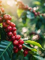 AI generated Close up fresh organic red raw and ripe coffee cherry beans on tree plantation photo