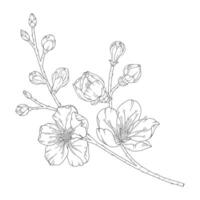 Apricot branch with blossom flowers and buds vector