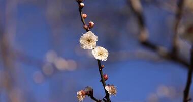 White plum flowers at Atami plum park in Shizuoka daytime close up video