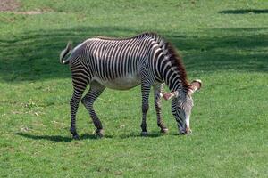 Grevy's zebra feeding photo