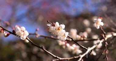 bianca prugna fiori a atami prugna parco nel shizuoka giorno vicino su video