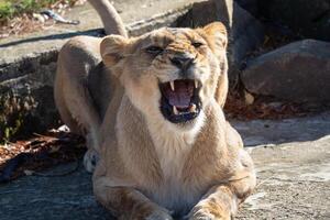 Asiatic lioness. A critically endangered species. photo