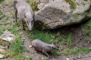 Babirusa Celebes endangered animal species. Female Buru bairusa and young piglet photo