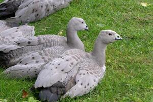 Cape Barren Goose or Cereopsis novaehollandiae sitting on grass photo