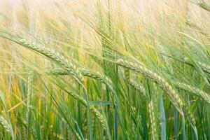 Wheat field. Green ears of wheat on the field. Background of ripening ears of meadow wheat field. Rich harvest Concept photo