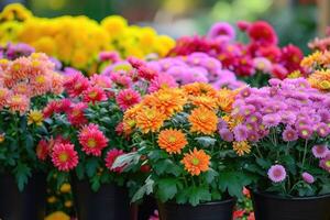 AI generated Chrysanthemums in pots. Bouquets for graves. photo