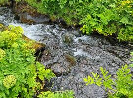 A small stream flows through a green meadow in Iceland. photo