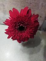 a person holding a red flower in their hand photo