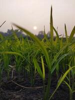 a field of green grass with the sun setting behind it photo