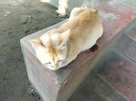 a cat is sitting on a cement block photo