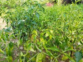 Some amazing health benefits of green chillies We usually use chillies to enhance the taste of our food. Green chillies contain capsaicin which increases the chilli's spiciness. photo