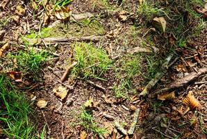 ver en un bosque suelo textura con musgo y ramas encontró en un europeo bosque. foto