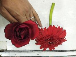 a hand holding a red flower next to a red rose photo