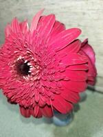 a person holding a red flower in their hand photo