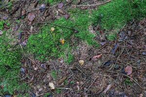 View on a forest ground texture with moss and branches found in a european forest. photo