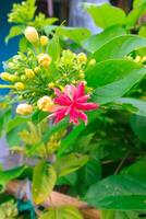 doble rangoon enredadera flore pleno quisqualis índica. foto