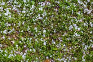 White ice hail on the green grass after summer storm photo