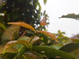 verde hojas mojado desde agua de lluvia al aire libre. foto